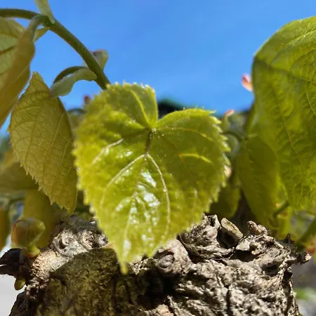 Seegasthof Hois'n Wirt - Mit Wellnessbereich 4*