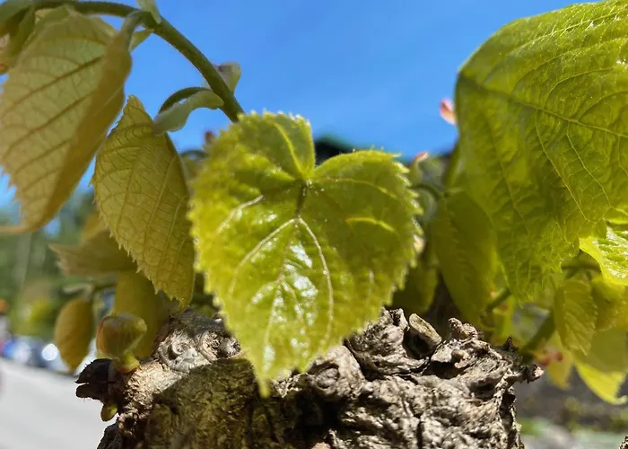 Seegasthof Hois'n Wirt - Mit Wellnessbereich 4*